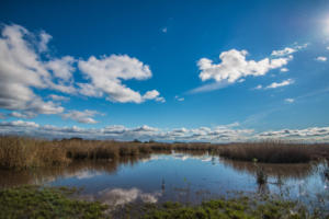 Hunting Pond