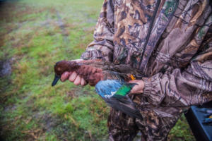 Cinnamon Teal